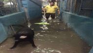 Rain isn't good for these street dogs; Friendicoes is submerging. Help! 