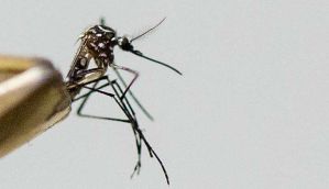 Understanding mosquitoes can help us find better ways to kill them 