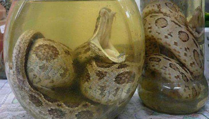 snake-wine-patrika.jpg