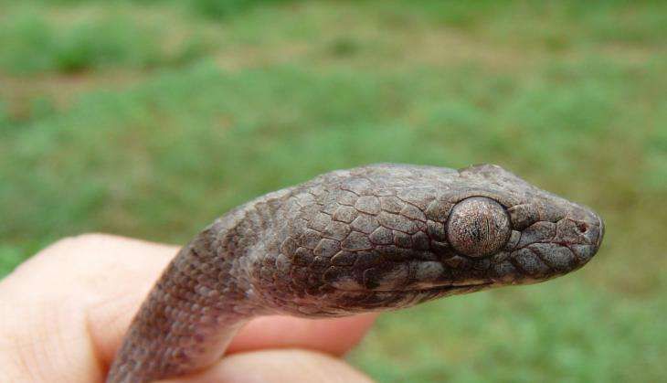 Ghost Snake Madagascar.jpg