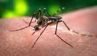 Dengue situation in Delhi worsened this year compared to 2021, says health expert