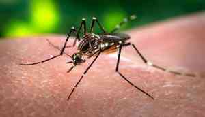 Dengue situation in Delhi worsened this year compared to 2021, says health expert