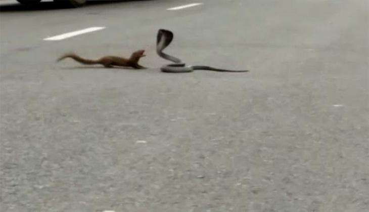snake & mongoose fight.jpg