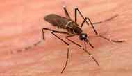 Delhi reports 15 deaths due to dengue, highest in last six years