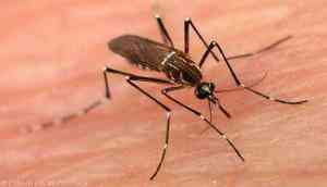 Delhi reports 15 deaths due to dengue, highest in last six years