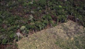 There are catastrophic declines in global forest covers, why aren't we paying attention? 