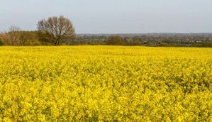 Is GM Mustard 'safe'? Activists allege that govt did a U-turn on safety concerns   