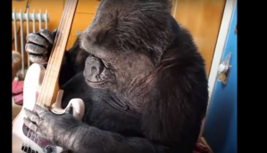 An orangutan with a jazz single, apes who jam. You can't make music like these monkeys can! 