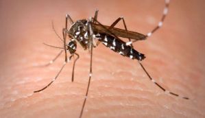 Delhi has been hit by a chikungunya epidemic - what is this disease? 