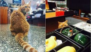 In pics: Bobo the cat's been 'working' at this New York store for 9 years. No CLs taken as yet 