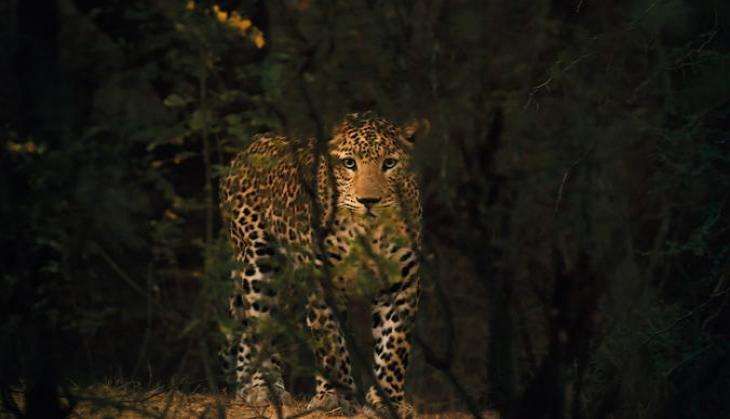 LeopLeadFinalResized