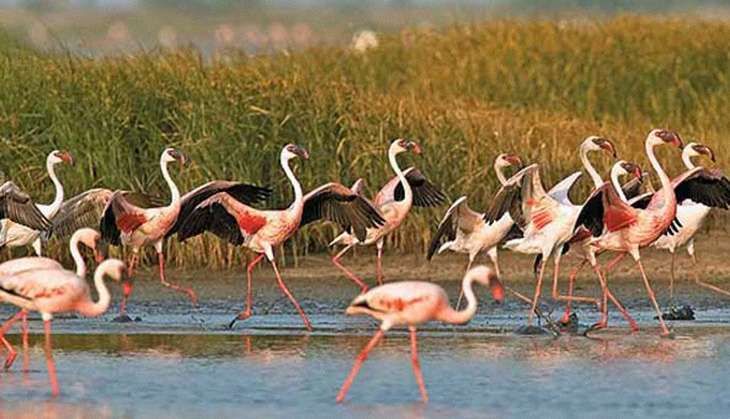 Essar damaging Indias first marine national park,