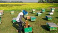 Bitter experience: why India's beekeepers are protesting against GM mustard 