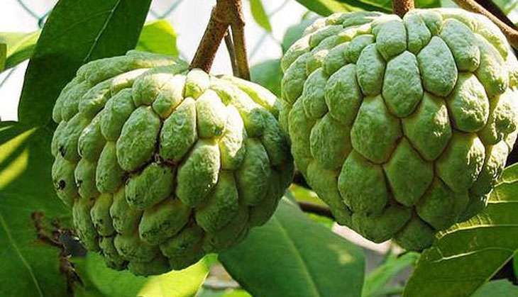 Custard Apple