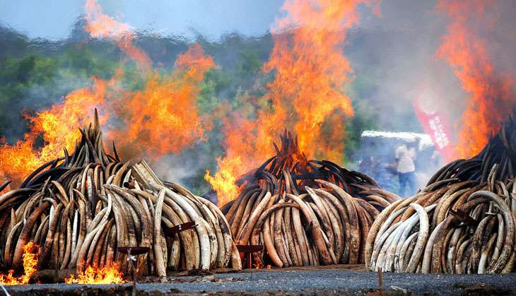 World Animal Day - 5 numbers to put elephant poaching in perspective 