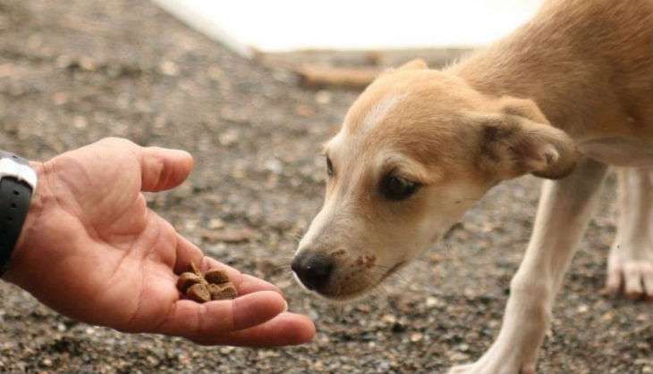 AnimalWorld Animal Protection
