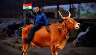 Gai pe charcha: when Rahul Gandhi decided to spend a night  with a cow 