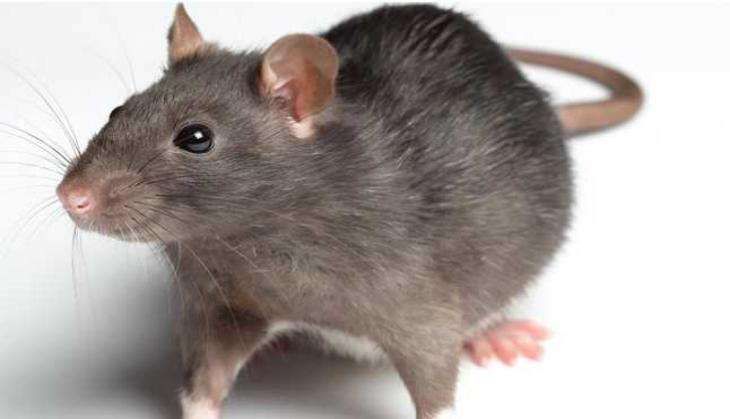 rat