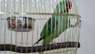 Kiss and squawk: A parrot in Kuwait just exposed a cheating husband 