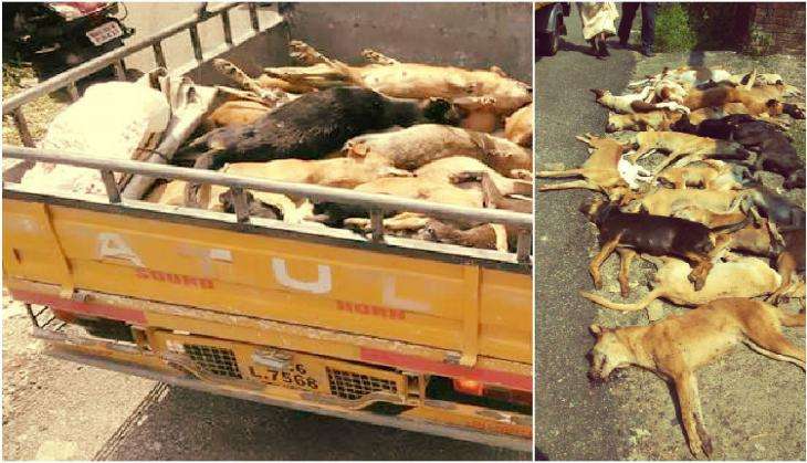 Kerala Dogs Killed