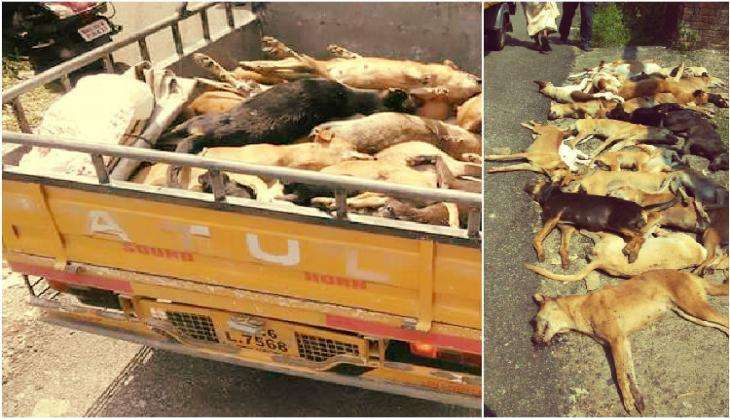 Kerala Dogs Killed