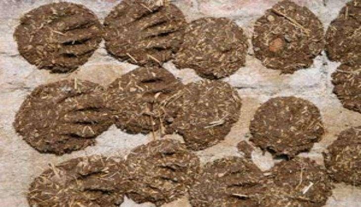 cow dung