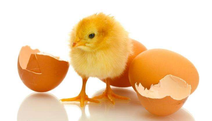 egg