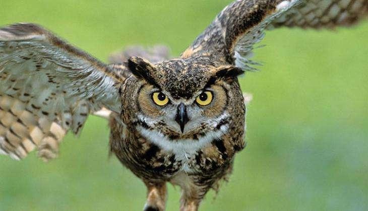 owl