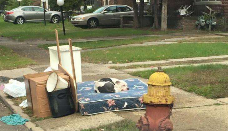 dog abandoned in detroit.jpg