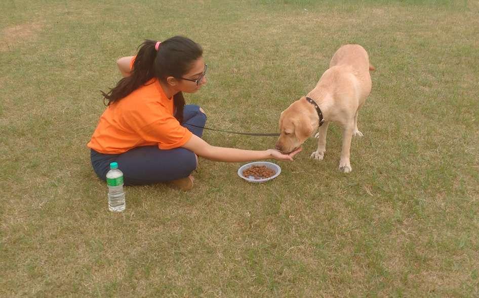 Feeding dog
