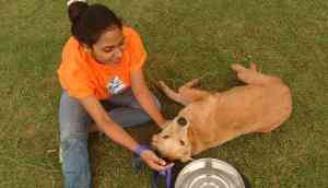 Not 'ex-military', but the dogs at PFA's adoption drive will melt your heart 