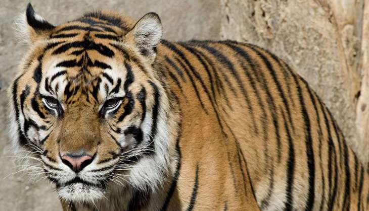 MONGABAY-INDONESIAN-TIGERS
