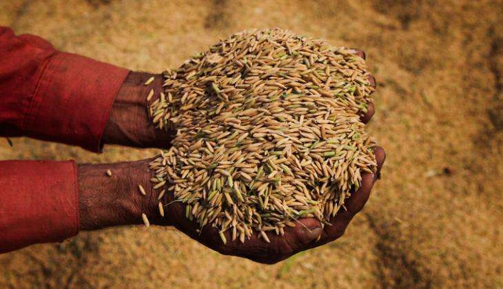rice2