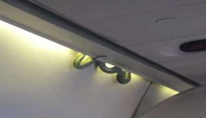 Snake on a plane! Watch why this Aeromexico flight had to make an emergency landing 