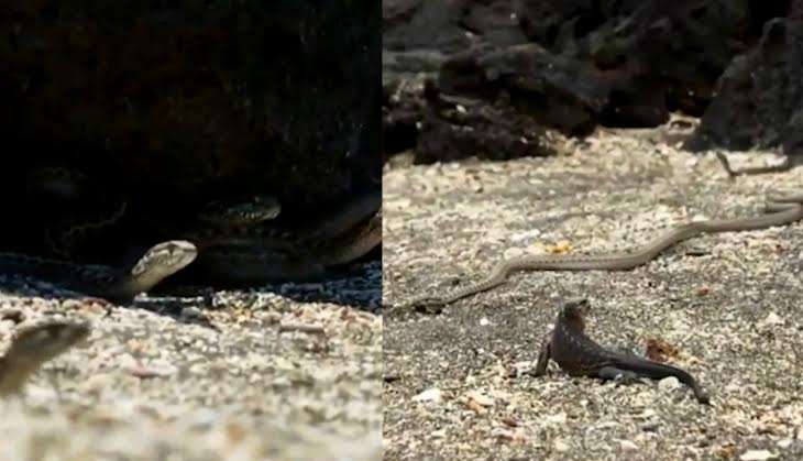 snakes & iguana planet earth II.jpg