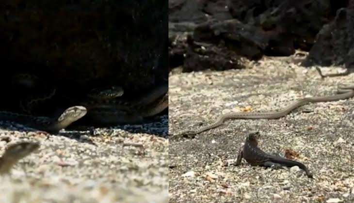 snakes & iguana planet earth II.jpg