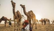Photos from Pushkar: India's largest camel mela is a sight to behold 