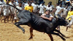 Banned bull fighting sport Jallikattu row: Centre assures AIADMK of judiciary justice 