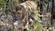 Running wild: Tigress goes missing in Maharashtra, officials clueless 