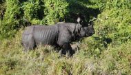 Rhinos to get new homes in India 