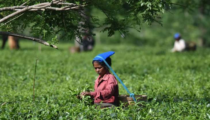 Tea garden workers exploit demonetisation confusion