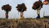Bengal farmers fear a famine if demonetisation problems carry on longer 