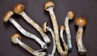 Forget happy pills, magic mushrooms can fight severe depression 