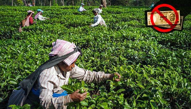 Tea garden West Bengal Sanjit Das/Bloomberg/Getty