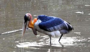 From loathed to loved: Villagers rally to save Greater Adjutant stork 