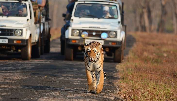Tigers are under threat in Maharashtra