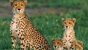 Cheetahs heading to extinction as global population crashes 