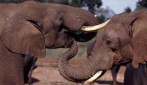 China to finally put an end to ivory trade. 2017, you're looking better already 