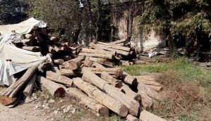 Demonetisation woes: Chhattisgarh's timber trade struggling to survive 
