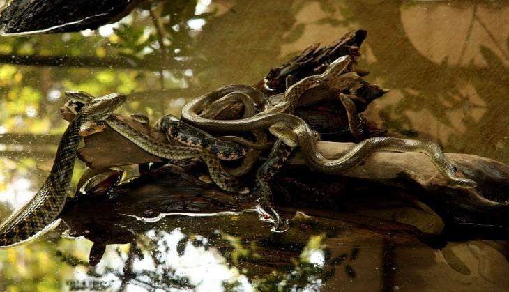 snakes.jpg